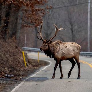 Once nearly extinct, Pennsylvania's elk herd has become a tourist attraction