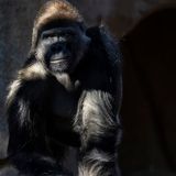 First great apes at U.S. zoo receive COVID-19 vaccine made for animals