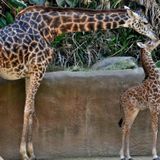 L.A. Zoo giraffe dies after giving birth to stillborn calf
