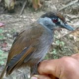 Long-Lost Babbler Bird Documented in Borneo for the First Time in Over 170 Years