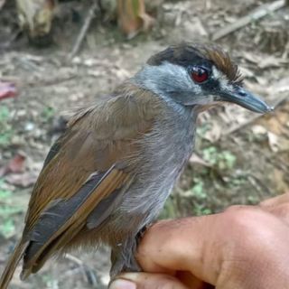 Long-Lost Babbler Bird Documented in Borneo for the First Time in Over 170 Years