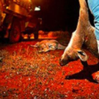 Horror as two million kangaroos are butchered to make football boots each year