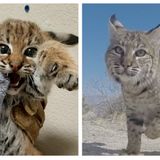 Orphaned Bobcat Found in Borrego Springs Released Back to Wild After Successful Rehabilitation