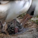 Wisdom The Albatross, Now 70, Hatches Yet Another Chick