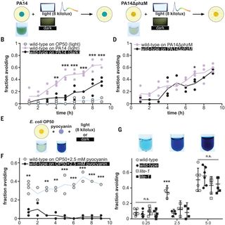 C. elegans discriminates colors to guide foraging