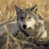 Hunters Killed 82% More Wolves Than Quota Allowed in Wisconsin