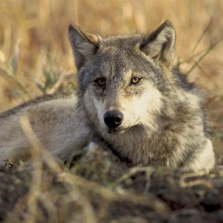 Hunters Killed 82% More Wolves Than Quota Allowed in Wisconsin