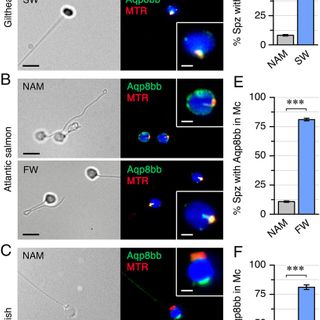 A multiplier peroxiporin signal transduction pathway powers piscine spermatozoa