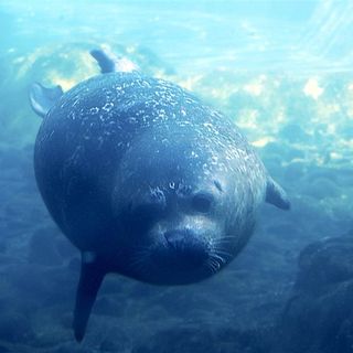 Meet Sidney the seal! NYC aquarium introduces rescued harbor seal from California