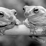 How Female Frogs Tune Out Useless, Noisy Males