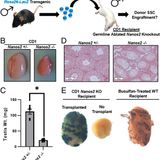 Donor-derived spermatogenesis following stem cell transplantation in sterile NANOS2 knockout males