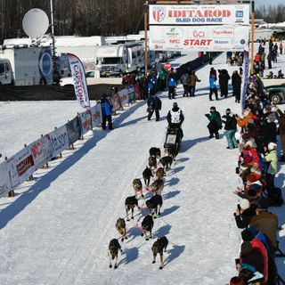 With little fanfare, a field of 46 mushers begins the 49th Iditarod Trail Sled Dog Race