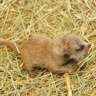 Hakuna Matata! Five meerkats born at Reid Park Zoo in Tucson, Arizona