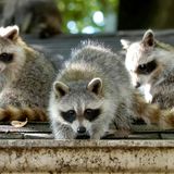 It’s not them — it’s us: Raccoon sightings, injuries in Toronto soar during COVID-19 lockdown