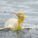 Wildlife Photographer Captures ‘Never Before Seen’ Yellow Penguin