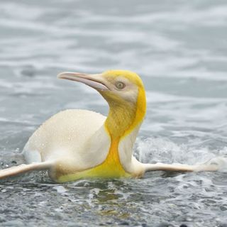 Wildlife Photographer Captures ‘Never Before Seen’ Yellow Penguin