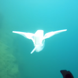 This Soft Robot Stingray Just Explored the Deepest Point in the Ocean