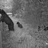 Virginia’s black bears are flourishing. Officials have the bear teeth to prove it. - Virginia Mercury