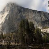 Coyotes, bobcats and bears: Wildlife is reclaiming Yosemite National Park