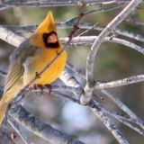 He’s one in a million: Rare yellow cardinal has taken a liking to backyard bird feeders in Rushville, Illinois