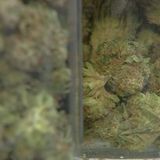 Marijuana sales reach record high during COVID-19 crisis