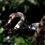 S.F.’s poisoned swan may have swallowed too many pennies in Palace of Fine Arts pond