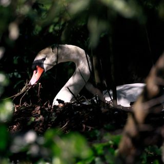 S.F.’s poisoned swan may have swallowed too many pennies in Palace of Fine Arts pond