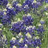Will there be bluebonnets this year? How the February winter storm affected Texas wildflower season