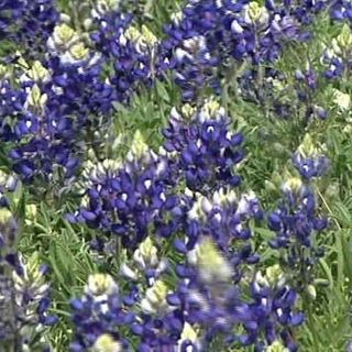 Will there be bluebonnets this year? How the February winter storm affected Texas wildflower season