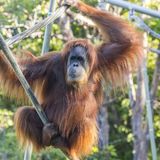 Endangered Great Apes Receive COVID-19 Vaccine at San Diego Zoo - EcoWatch