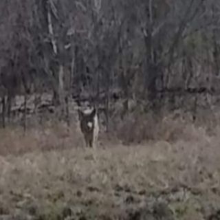 Residents spot coyotes in Houston-area neighborhood