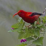 Nonprofit moves forward with lawsuit to protect Hawaiian honeycreeper