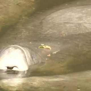 Merritt Island park now a ‘manatee graveyard’ as Florida sea cows starve to death