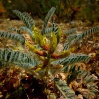 Seventeen “Extinct” European Plant Species Found Alive