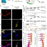 Visualizing active viral infection reveals diverse cell fates in synchronized algal bloom demise