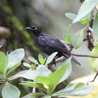 Study: Guam’s endangered såli population growing