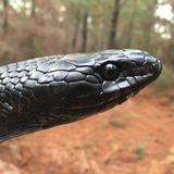 Authorities Investigate Killing Of Rare — And Harmless — Indigo Snake