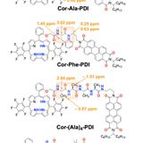 Role of intramolecular hydrogen bonds in promoting electron flow through amino acid and oligopeptide conjugates