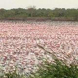 Over 1.5 lakh flamingoes put up spectacular show in locked-down Mumbai