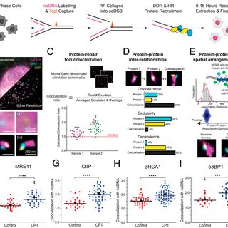 Super-resolution mapping of cellular double-strand break resection complexes during homologous recombination