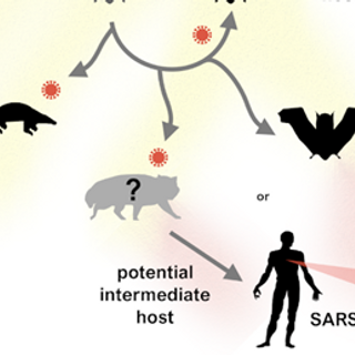 SARS-CoV-2 'ready-made' for human transmission, study suggests