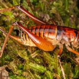 Newly discovered wētā species named after Prime Minister Jacinda Ardern