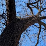 This viral social media campaign has saved an ancient pecan tree in Columbia Heights