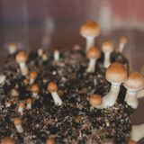 Magic Mushrooms Are Decriminalized in DC as of Today