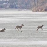 Madison, McFarland fire departments rescue deer that fell through ice on Lake Waubesa