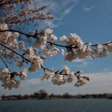 With Cherry Blossoms Coming, Officials May Close Access To The Tidal Basin Again