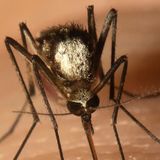 Scientists Find New Invasive Mosquito Species In Florida