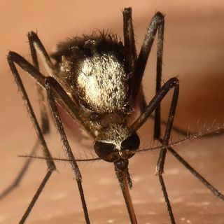 Scientists Find New Invasive Mosquito Species In Florida