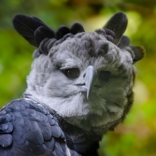 Dying of curiosity: Why people shoot harpy eagles