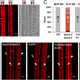 The receptor-like kinases BAM1 and BAM2 are required for root xylem patterning